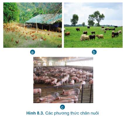 Công nghệ 7 Bài 8: Giới thiệu chung về chăn nuôi | Cánh diều (ảnh 9)