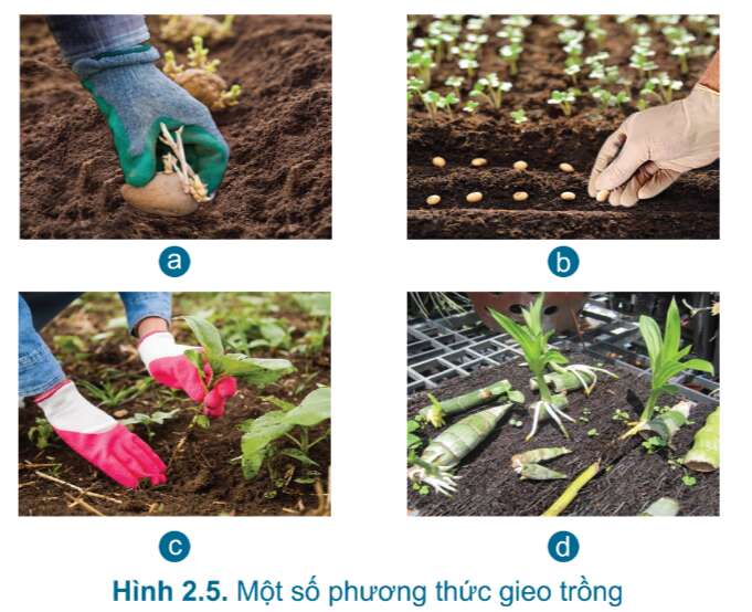 Công nghệ 7 Bài 2: Quy trình trồng trọt | Cánh diều (ảnh 7)