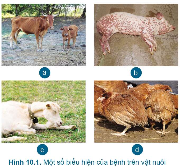 Công nghệ 7 Bài 10: Phòng và trị bệnh cho vật nuôi | Cánh diều (ảnh 3)