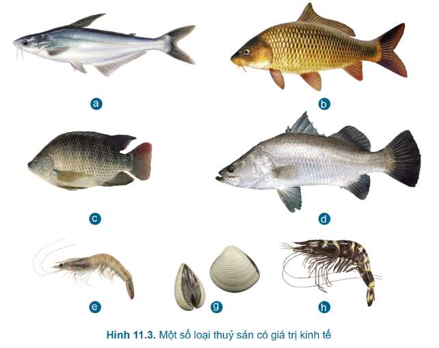 Công nghệ 7 Bài 11: Giới thiệu chung về nuôi trồng thủy sản | Cánh diều (ảnh 5)