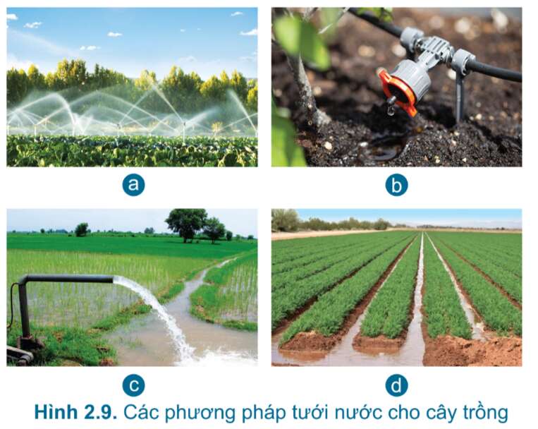 Công nghệ 7 Bài 2: Quy trình trồng trọt | Cánh diều (ảnh 19)