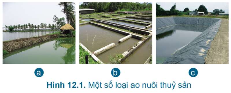 Một số mô hình nuôi ghép tôm và cá rô phi  Tạp chí Thủy sản Việt Nam