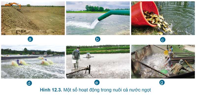 Công nghệ 7 Bài 12: Quy trình nuôi cá nước ngọt trong ao | Cánh diều (ảnh 3)