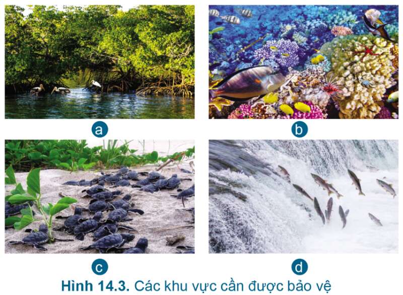 Công nghệ 7 Bài 14: Bảo vệ môi trường và nguồn lợi thủy sản | Cánh diều (ảnh 4)
