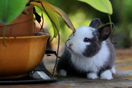 Top 22 bài Giới thiệu về loài thỏ 2022 hay nhất (ảnh 1)