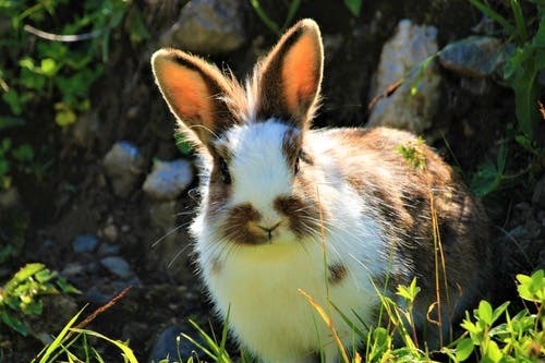 Top 22 bài Giới thiệu về loài thỏ 2022 hay nhất (ảnh 2)