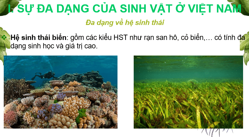 Giáo án Powerpoint Địa Lí 8 Bài 10 (Cánh diều): Đặc điểm chung của sinh vật và vấn để bảo tồn đa dạng sinh học ở Việt Nam (ảnh 3)