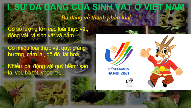 Giáo án Powerpoint Địa Lí 8 Bài 10 (Cánh diều): Đặc điểm chung của sinh vật và vấn để bảo tồn đa dạng sinh học ở Việt Nam (ảnh 4)