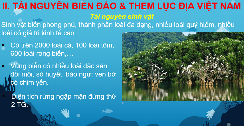 Giáo án Powerpoint Địa Lí 8 Bài 12 (Cánh diều): Môi trường và tài nguyên biển đảo Việt Nam (ảnh 5)