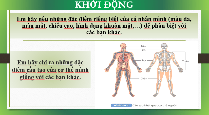 Giáo án Powerpoint KHTN 8 Bài 30 (Kết nối tri thức): Khái quát về cơ thể người (ảnh 3)