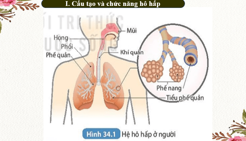 Giáo án Powerpoint KHTN 8 Bài 34 (Kết nối tri thức): Hệ hô hấp ở người (ảnh 5)