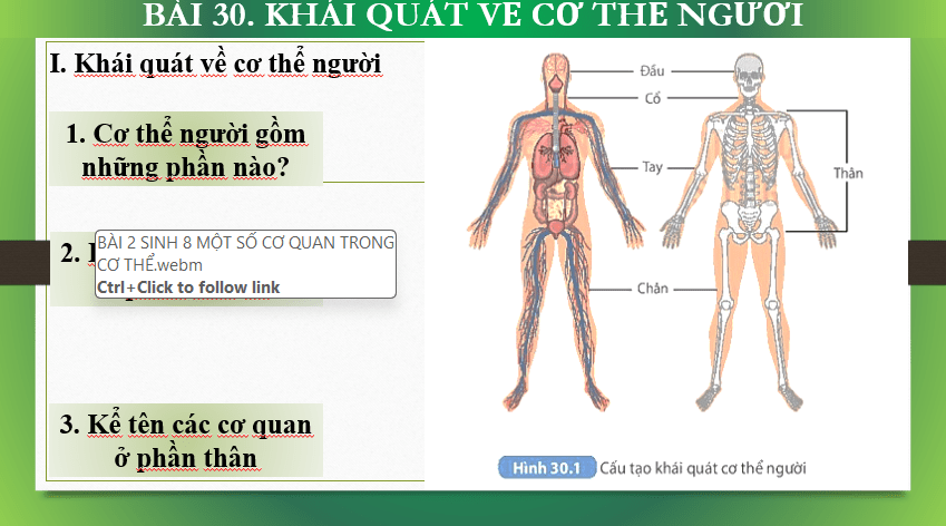 Giáo án Powerpoint KHTN 8 Bài 30 (Kết nối tri thức): Khái quát về cơ thể người (ảnh 6)