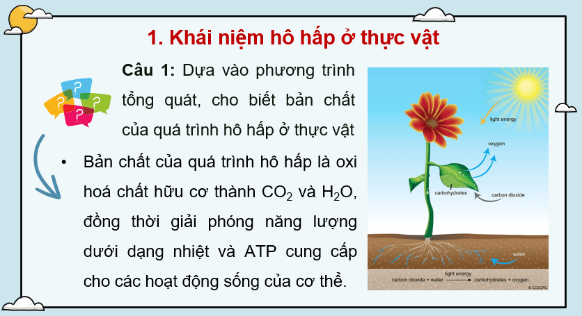 Giáo án Powerpoint Sinh học 11 Bài 5 (Cánh diều): Hô hấp ở thực vật (ảnh 7)
