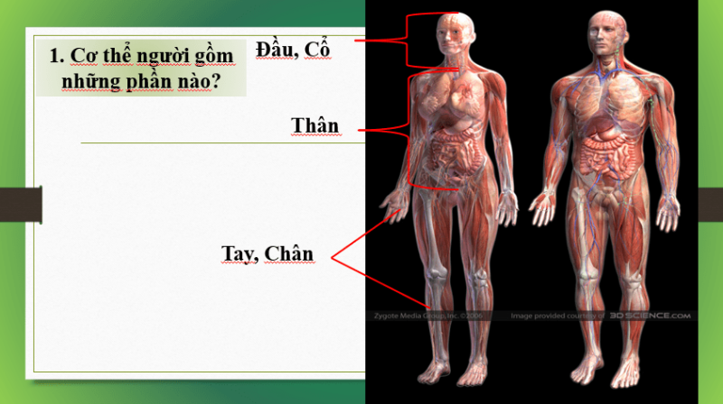Giáo án Powerpoint KHTN 8 Bài 30 (Kết nối tri thức): Khái quát về cơ thể người (ảnh 7)