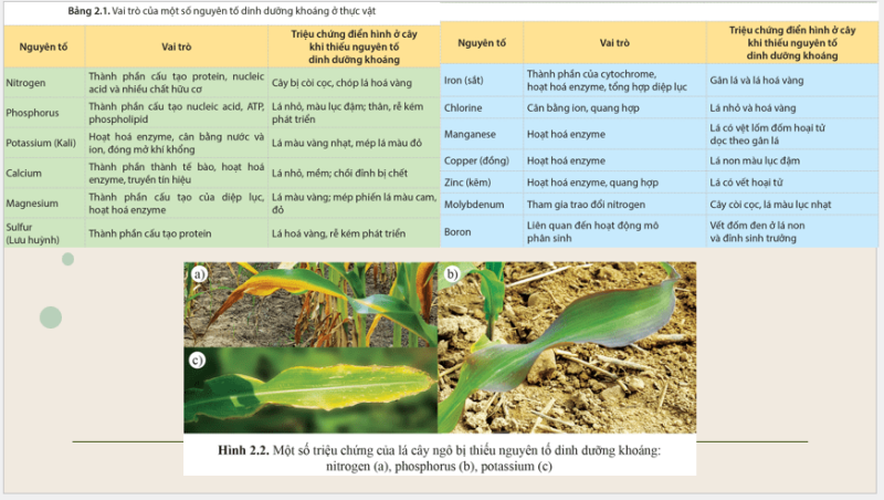 Giáo án Powerpoint Sinh học 11 Bài 2 (Cánh diều): Trao đổi nước và khoáng ở thực vật (ảnh 10)