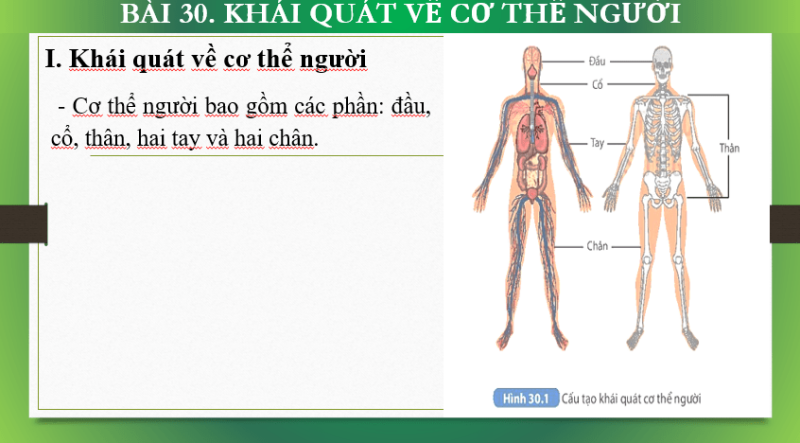 Giáo án Powerpoint KHTN 8 Bài 30 (Kết nối tri thức): Khái quát về cơ thể người (ảnh 8)