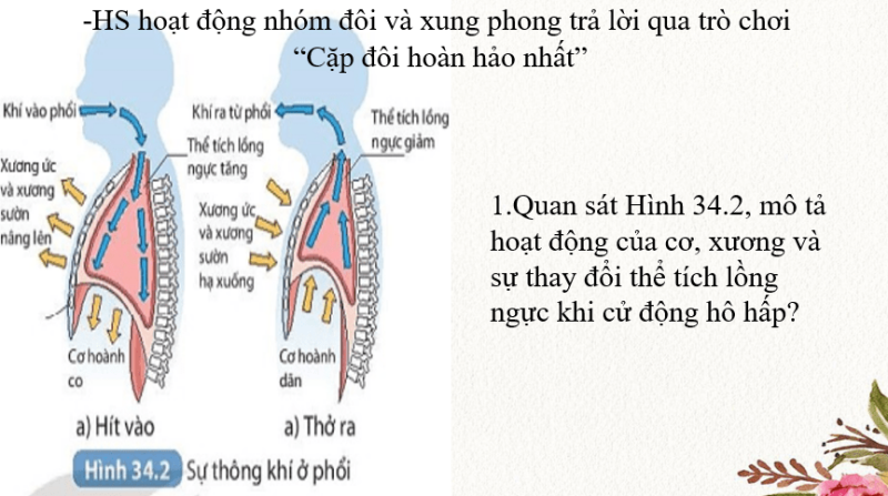 Giáo án Powerpoint KHTN 8 Bài 34 (Kết nối tri thức): Hệ hô hấp ở người (ảnh 8)