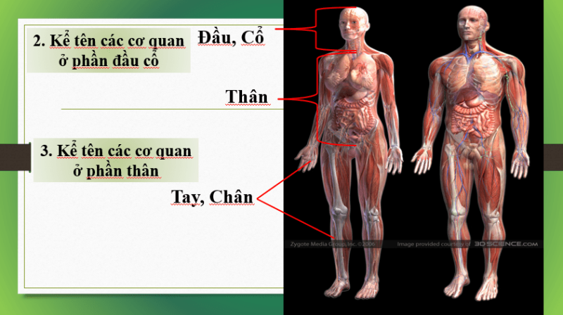 Giáo án Powerpoint KHTN 8 Bài 30 (Kết nối tri thức): Khái quát về cơ thể người (ảnh 9)