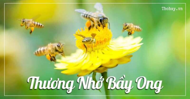 TOP 20 Đoạn văn cảm nghĩ của em về Thương nhớ bầy ong 2024 SIÊU HAY (ảnh 3)