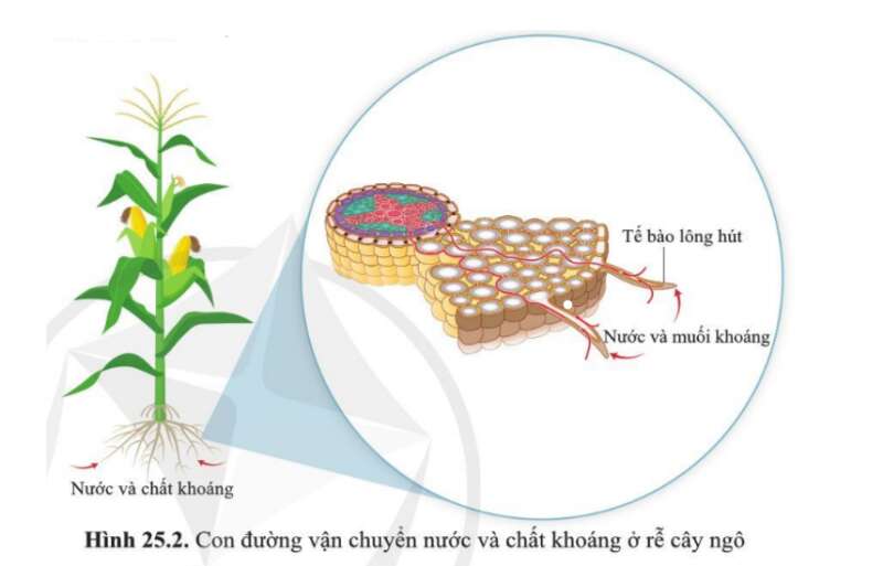 Khoa học tự nhiên 7 Bài 25: Trao đổi nước và các chất dinh dưỡng thực vật | KHTN 7 Cánh diều (ảnh 1)
