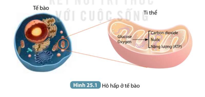 Khoa học tự nhiên 7 Bài 25: Hô hấp tế bào | KHTN 7 Kết nối tri thức (ảnh 1)