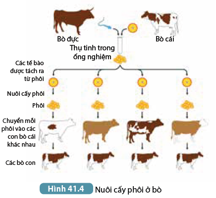 Khoa học tự nhiên 7 Bài 41: Một số yếu tố ảnh hưởng và điều hòa, điều khiển sinh sản ở sinh vật | KHTN 7 Kết nối tri thức (ảnh 1)