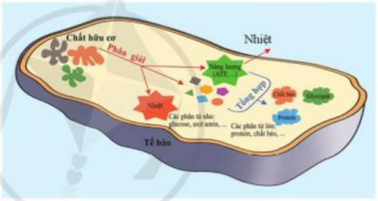 Khoa học tự nhiên 7 Bài 21: Hô hấp tế bào | KHTN 7 Cánh diều (ảnh 2)