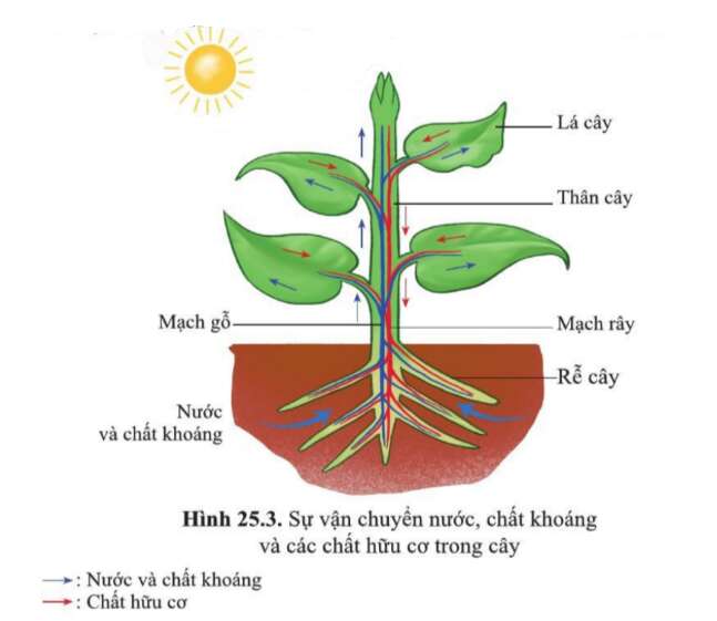 Khoa học tự nhiên 7 Bài 25: Trao đổi nước và các chất dinh dưỡng thực vật | KHTN 7 Cánh diều (ảnh 2)