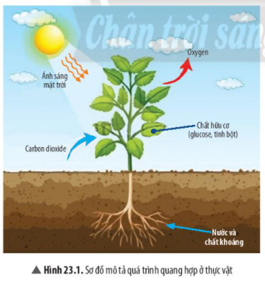 Khoa học tự nhiên 7 Bài 23: Quang hợp ở thực vật | KHTN 7 Chân trời sáng tạo (ảnh 2)