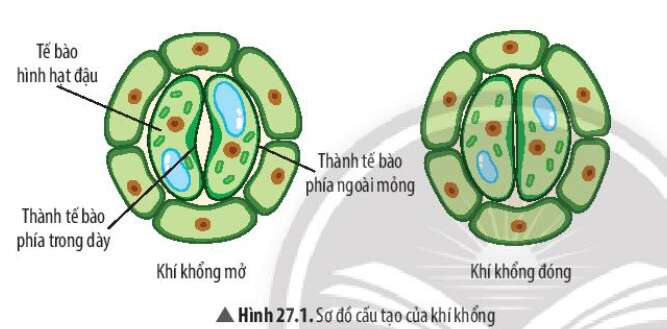 Trình bày cấu trúc và chức năng của nhân tế bào