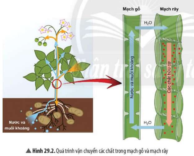 Khoa học tự nhiên 7 Bài 29: Trao đổi nước và các dinh dưỡng ở thực vật | KHTN 7 Chân trời sáng tạo (ảnh 4)