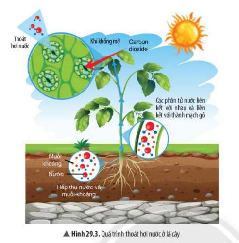 Khoa học tự nhiên 7 Bài 29: Trao đổi nước và các dinh dưỡng ở thực vật | KHTN 7 Chân trời sáng tạo (ảnh 5)