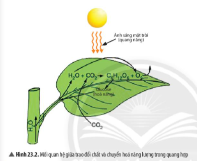 Khoa học tự nhiên 7 Bài 23: Quang hợp ở thực vật | KHTN 7 Chân trời sáng tạo (ảnh 5)