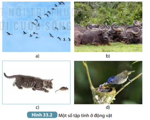 Khoa học tự nhiên 7 Bài 33: Cảm ứng ở sinh vật và tập tính ở động vật | KHTN 7 Kết nối tri thức (ảnh 6)