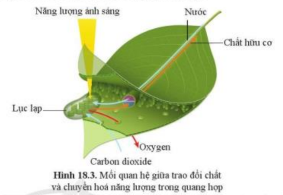 Khoa học tự nhiên 7 Bài 18: Quang hợp ở thực vật | KHTN 7 Cánh diều (ảnh 7)