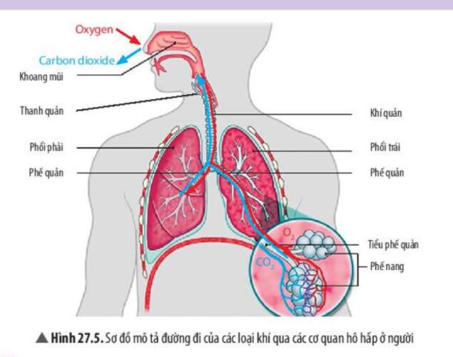 Vài hình ảnh trực quan về tim phổi và hệ hô hấp của con người