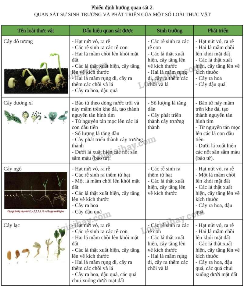 Khoa học tự nhiên 7 Bài 36: Thực hành chứng minh sinh trưởng và phát triển ở thực vật, động vật | KHTN 7 Chân trời sáng tạo (ảnh 7)