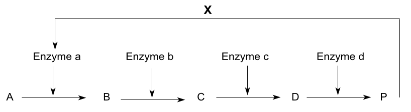 Trắc nghiệm Sinh học 10 Bài 14: Enzim và vai trò của enzim trong quá trình chuyển hóa vật chất (ảnh 1)