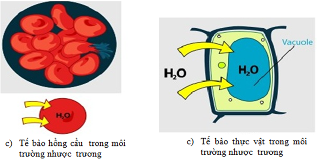 Trắc nghiệm Sinh học 10 Bài 11 có đáp án: Vận chuyển các chất qua màng sinh chất - Vận chuyển thụ động (ảnh 1)