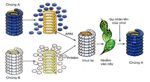 Trắc nghiệm Sinh học 10 Bài 29 có đáp án: Cấu trúc của các loại virut (ảnh 1)