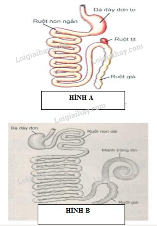 Bộ 10 đề thi giữa kì 1 Sinh học 11 Cánh diều có đáp án năm 2024 (ảnh 1)