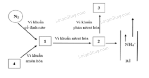 Bộ 10 đề thi giữa kì 1 Lịch sử 11 Kết nối tri thức có đáp án năm 2024 (ảnh 1)