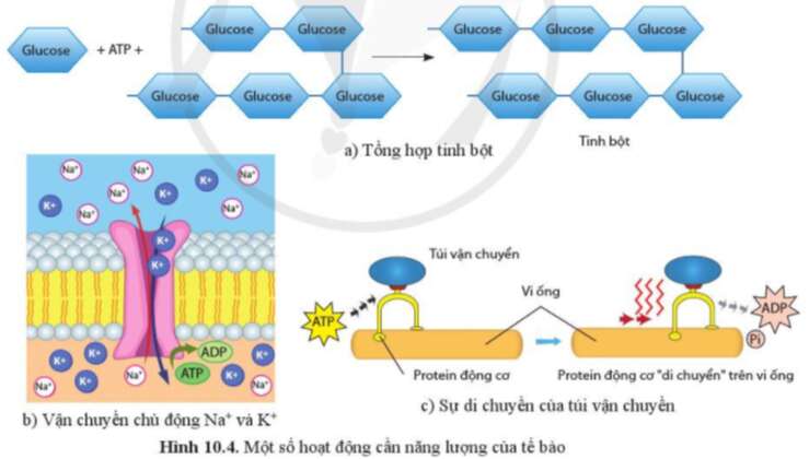 Sinh học 10 Bài 10 Sự chuyển hóa năng lượng và enzyme | Giải Sinh 10 Cánh diều (ảnh 4)