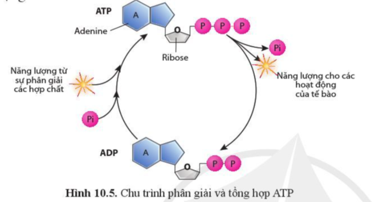 Sinh học 10 Bài 10 Sự chuyển hóa năng lượng và enzyme | Giải Sinh 10 Cánh diều (ảnh 5)