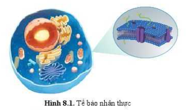 Sinh học 10 Bài 8: Cấu trúc của tế bào nhân thực | Giải Sinh 10 Cánh diều (ảnh 1)