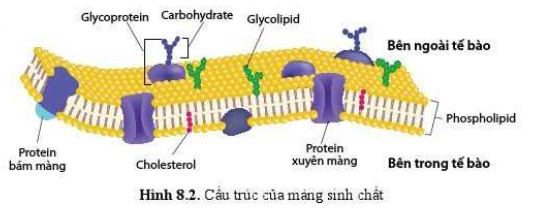 Sinh học 10 Bài 8: Cấu trúc của tế bào nhân thực | Giải Sinh 10 Cánh diều (ảnh 2)