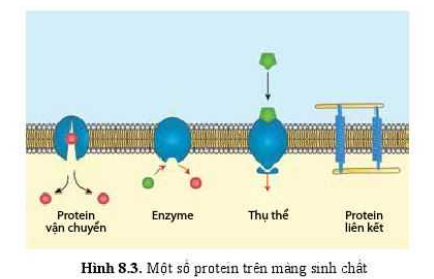 Sinh học 10 Bài 8: Cấu trúc của tế bào nhân thực | Giải Sinh 10 Cánh diều (ảnh 3)
