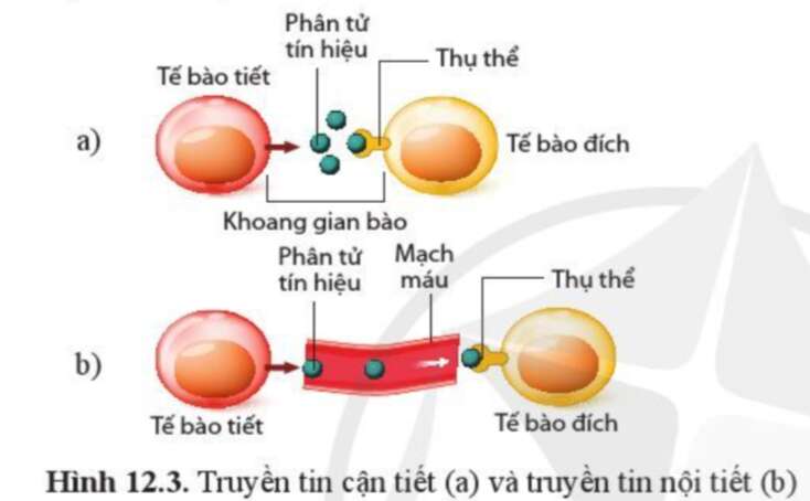 Sinh học 10 Bài 12: Thông tin giữa các tế bào | Giải Sinh 10 Cánh diều (ảnh 2)