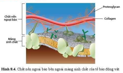 Sinh học 10 Bài 8: Cấu trúc của tế bào nhân thực | Giải Sinh 10 Cánh diều (ảnh 4)