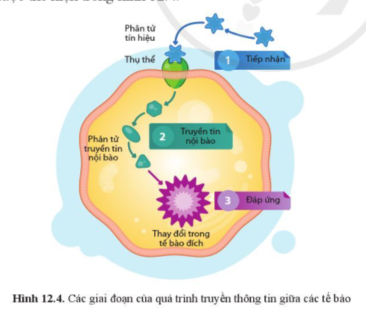 Sinh học 10 Bài 12: Thông tin giữa các tế bào | Giải Sinh 10 Cánh diều (ảnh 6)